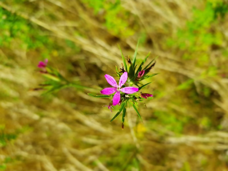 OEILLET ARMERIA. Forêt d' Orléans. FABRICE GODET